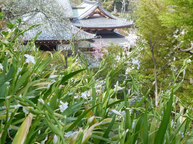 19_09_kamakura_hase_kannon_tempel