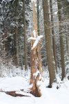 Winter 2010